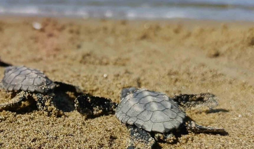 Kuşadası'nda sürpriz caretta caretta çıkışı