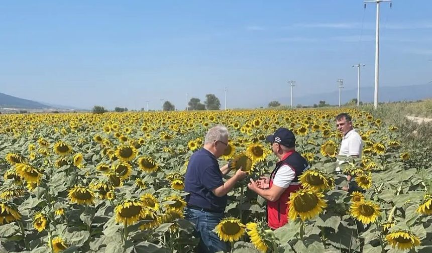 Kuyucak'ta ayçiçeği tarlaları denetlendi
