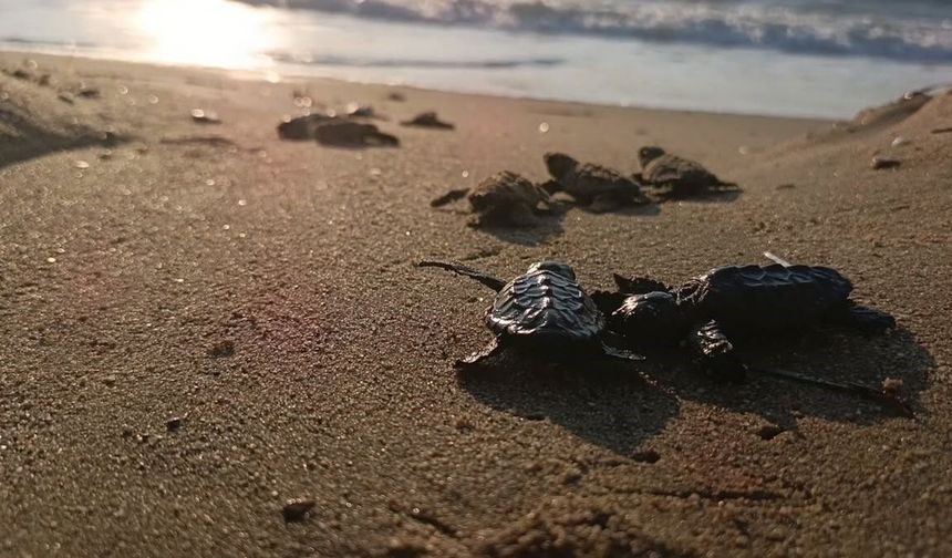 Sürpriz yuvadan 67 caretta caretta yavrusu çıktı