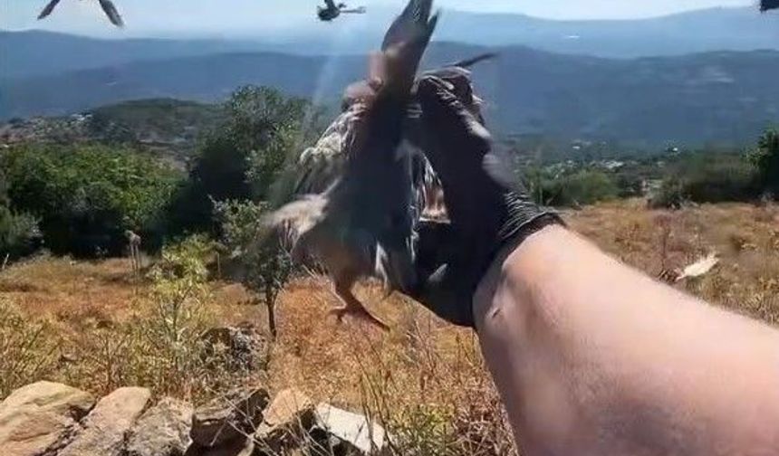 Aydın'da doğal yaşam alanlarına kınalı keklik salımı yapıldı