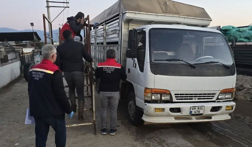 Aydın'da hayvan pazarında sıkı denetim