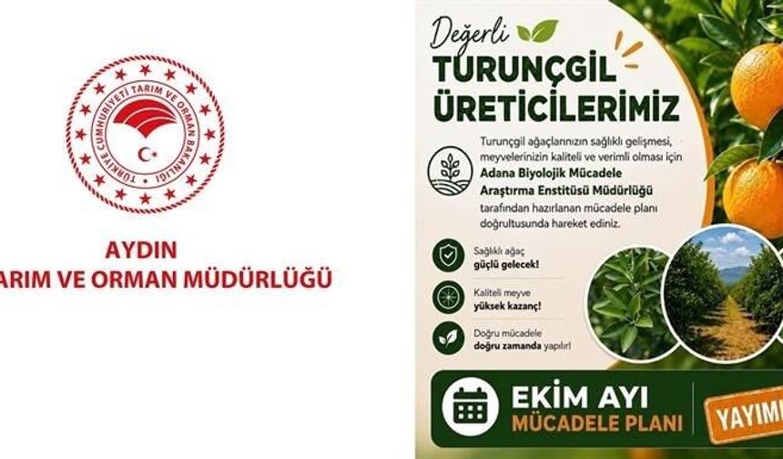 Aydın'da turunçgil bahçeleri için Ekim ayı mücadele planı açıklandı