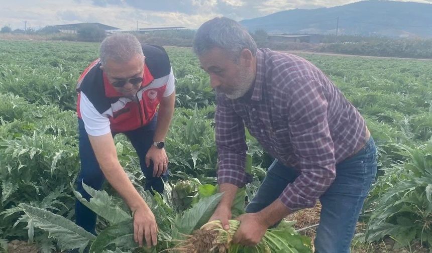 Coğrafi işaretli Gölhisar Enginarı'nda hasat için geri sayım başladı