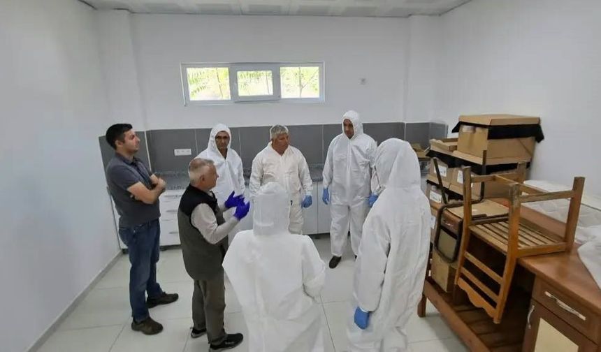 Kestane gal arısına karşı biyolojik mücadele güçlendiriliyor