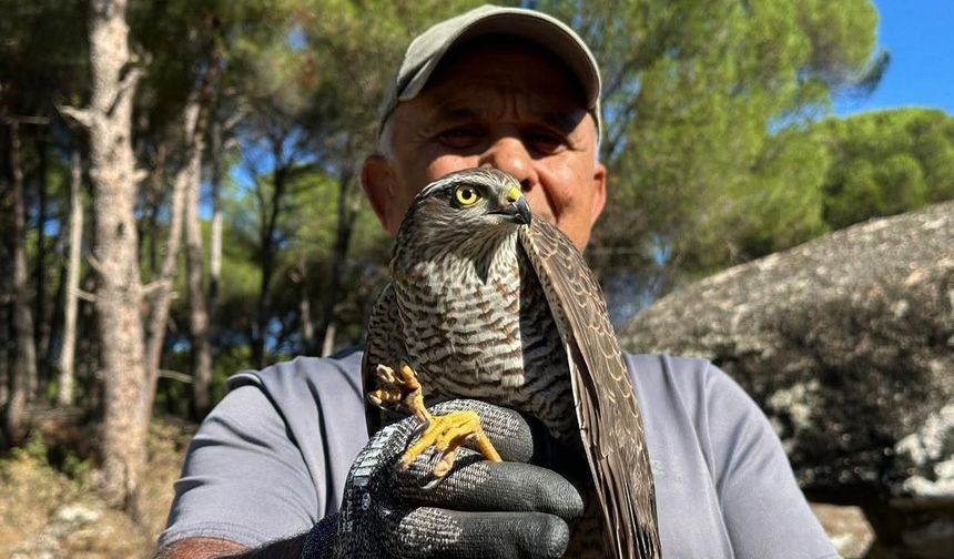 Kuşadası'nda kurtarılan atmaca ve sansar yeniden doğaya bırakıldı