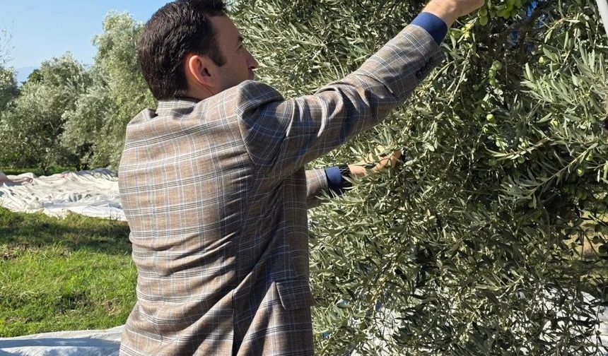 Kuyucak'ta zeytin bahçelerinde hasat mesaisi