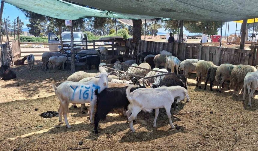 Nazilli ve Çine hayvan pazarları yeniden açılıyor