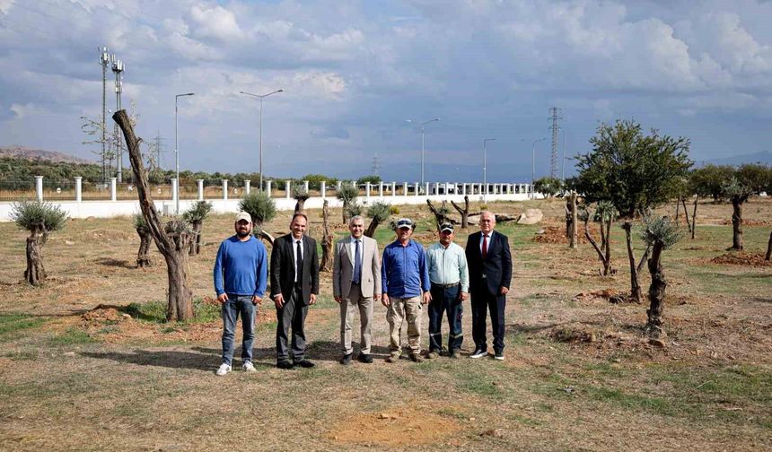 Nysa Antik Kenti'nden taşınan tarihi zeytin ağaçları ADÜ'de yaşatılacak