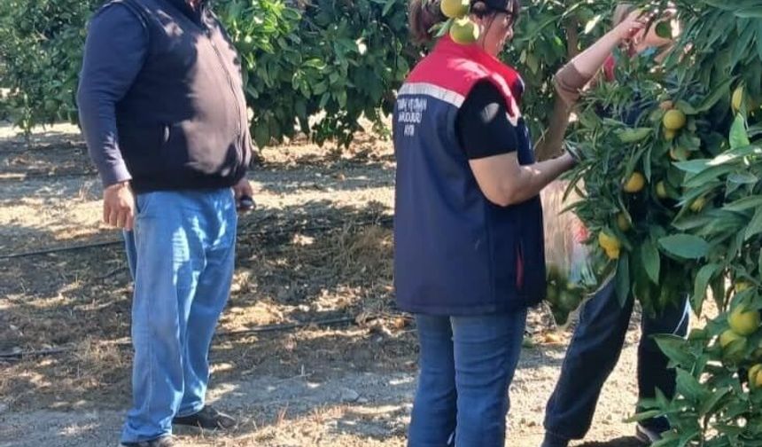 Söke'de tarım ürünlerinde pestisit denetimi