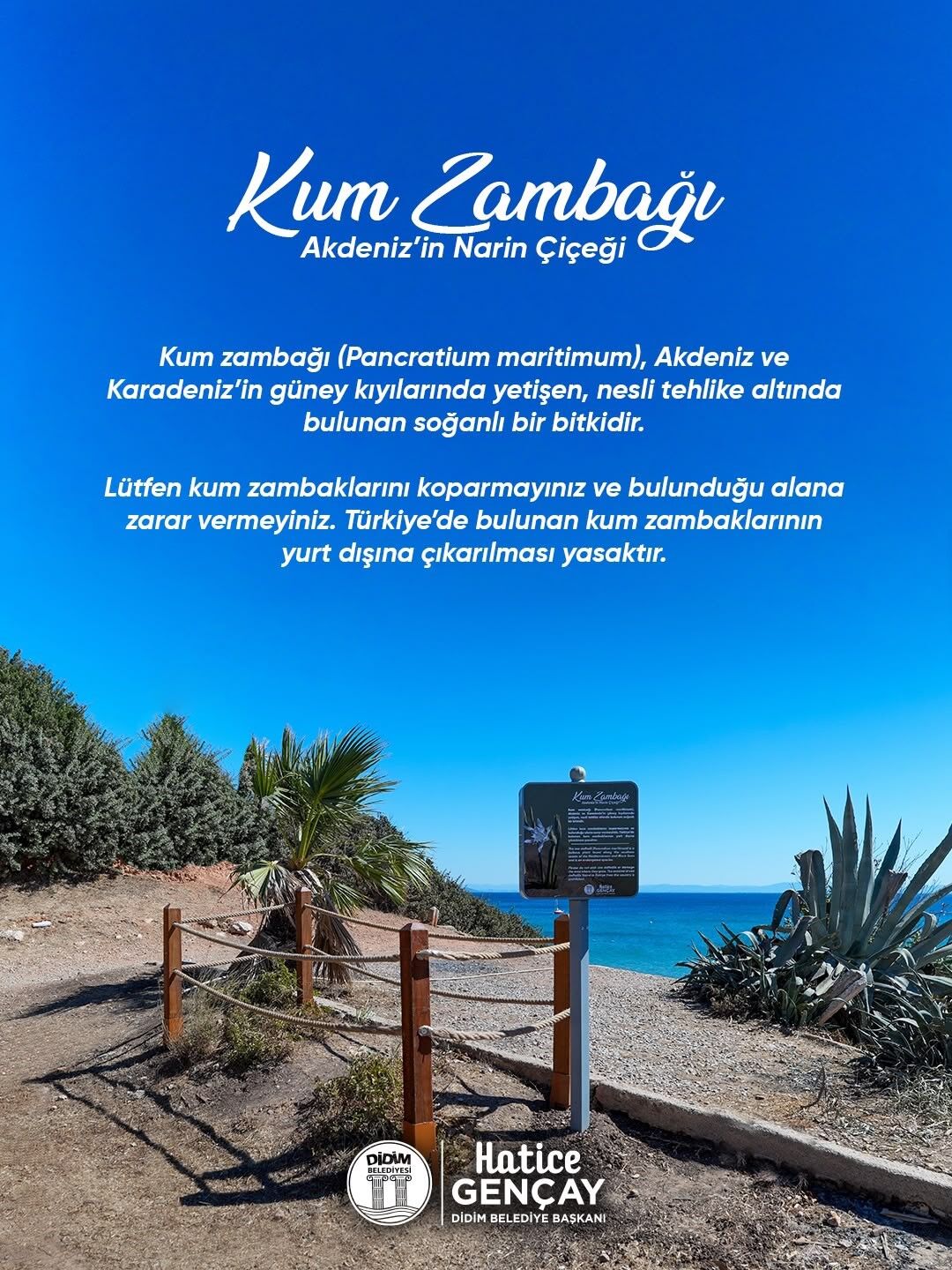 Didim Belediyesi Kum Zambağı'nı koruma altına aldı