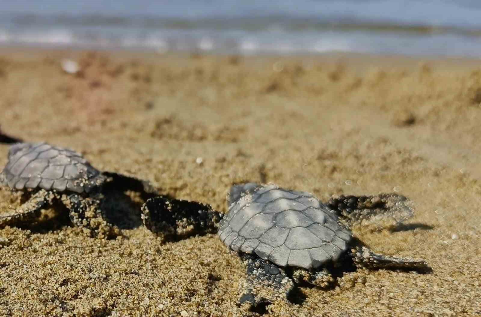 Kuşadası'nda sürpriz caretta caretta çıkışı